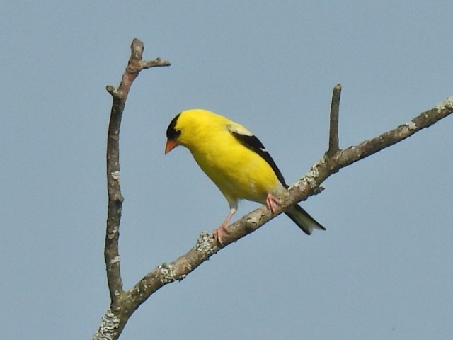 Jilguero Yanqui - ML638296986