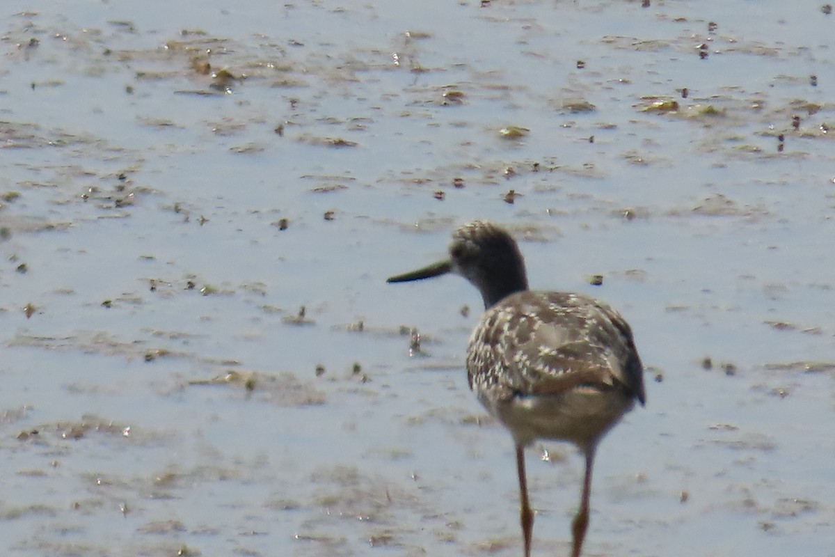 Greater Yellowlegs - ML638296989