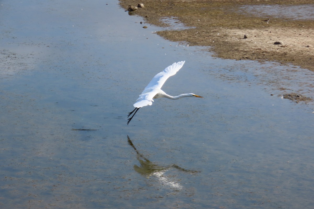 Great Egret - ML638296996