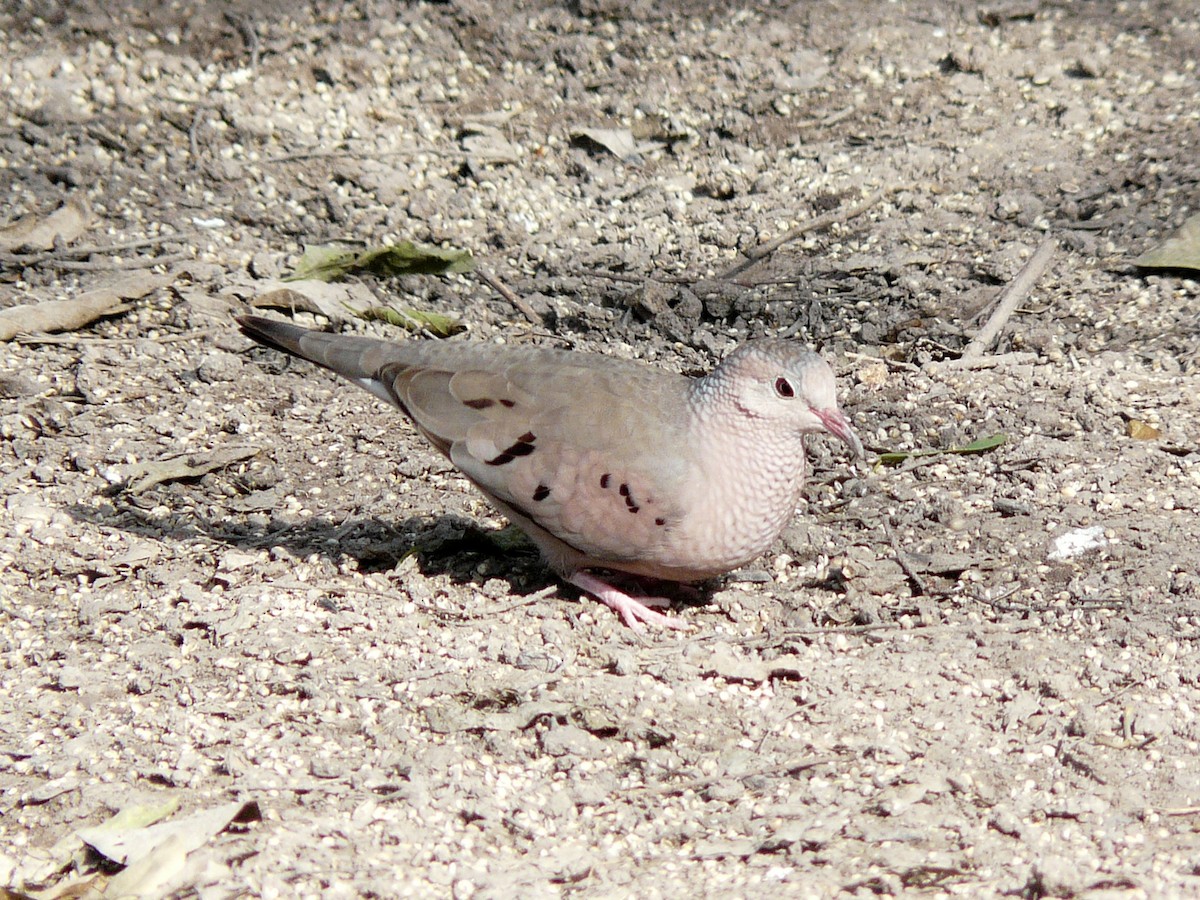 Columbina Común - ML638297001