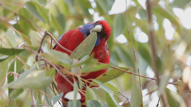 Crimson Rosella - ML638297009