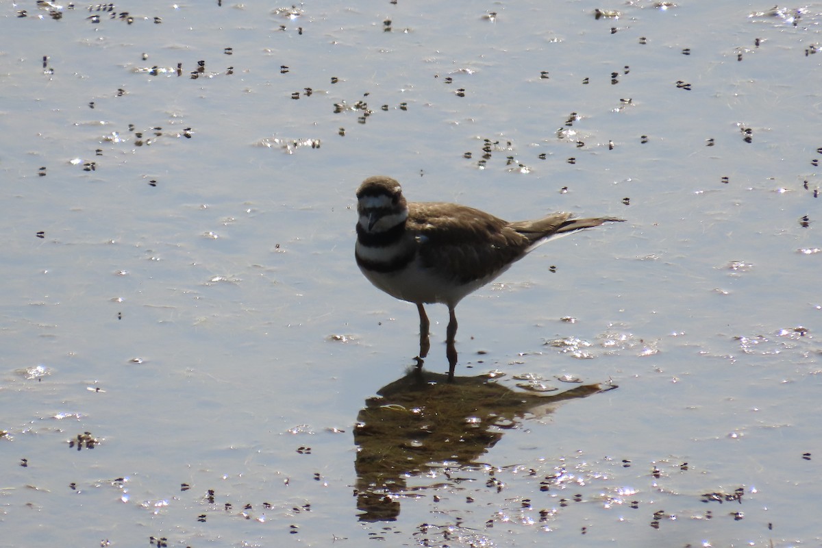 Killdeer - ML638297014