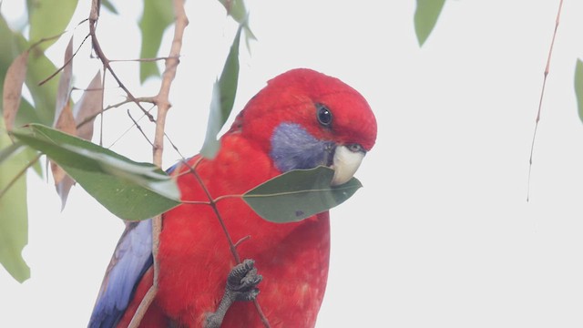 Crimson Rosella - ML638297015