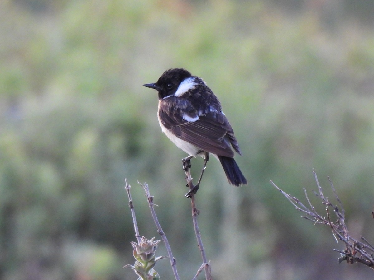 Siberian Stonechat - ML638297029