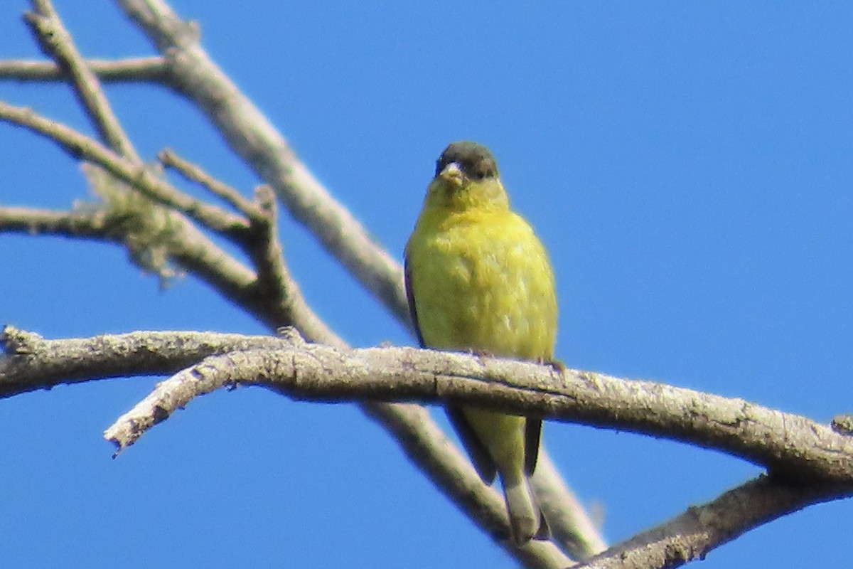Lesser Goldfinch - ML638297030
