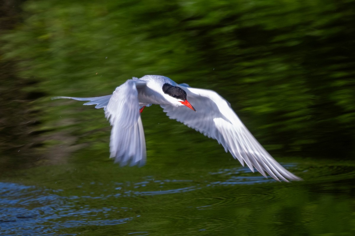 Flussseeschwalbe - ML638297042