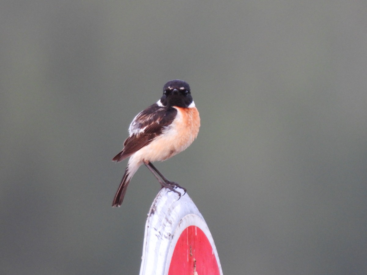 Siberian Stonechat - ML638297047