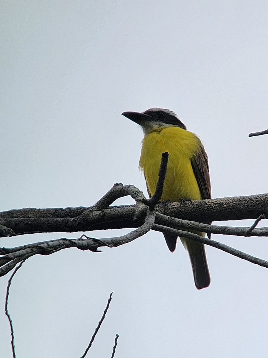 Boat-billed Flycatcher - ML638297048