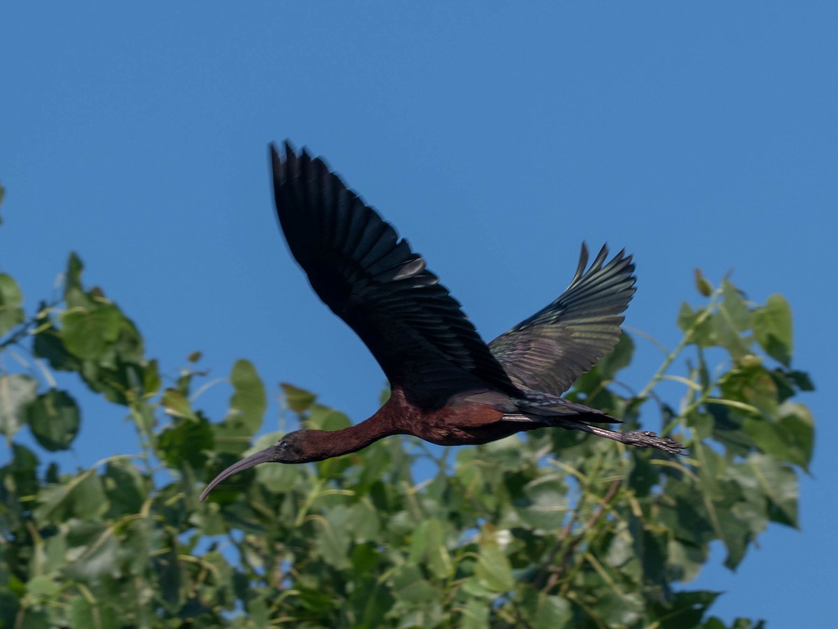 bronseibis - ML638297050