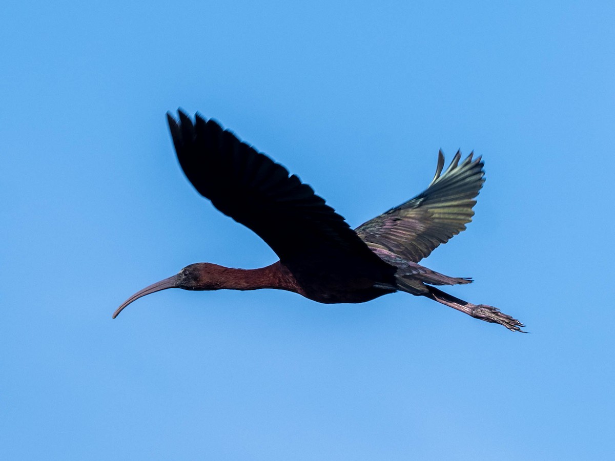 bronseibis - ML638297051