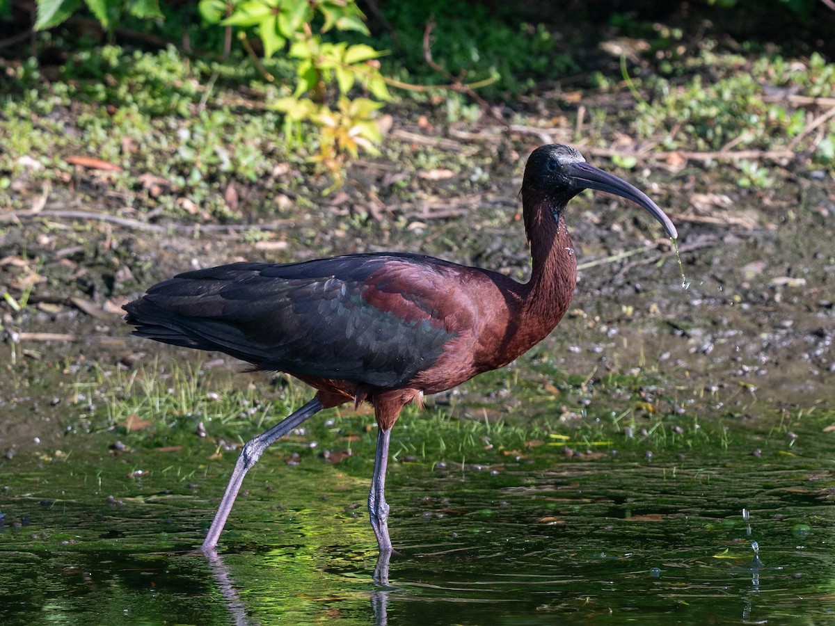 bronseibis - ML638297053