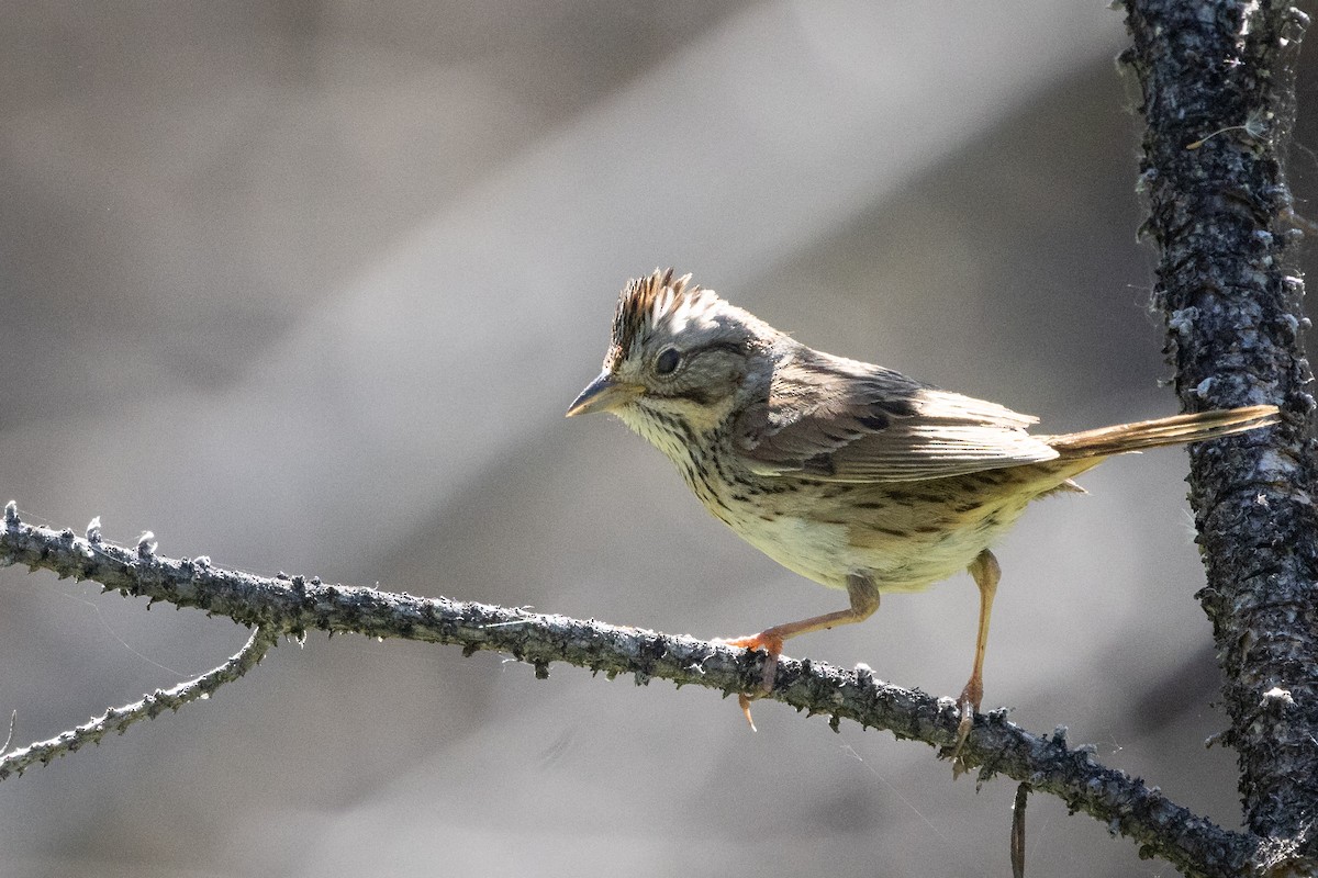 Lincoln's Sparrow - ML638297057