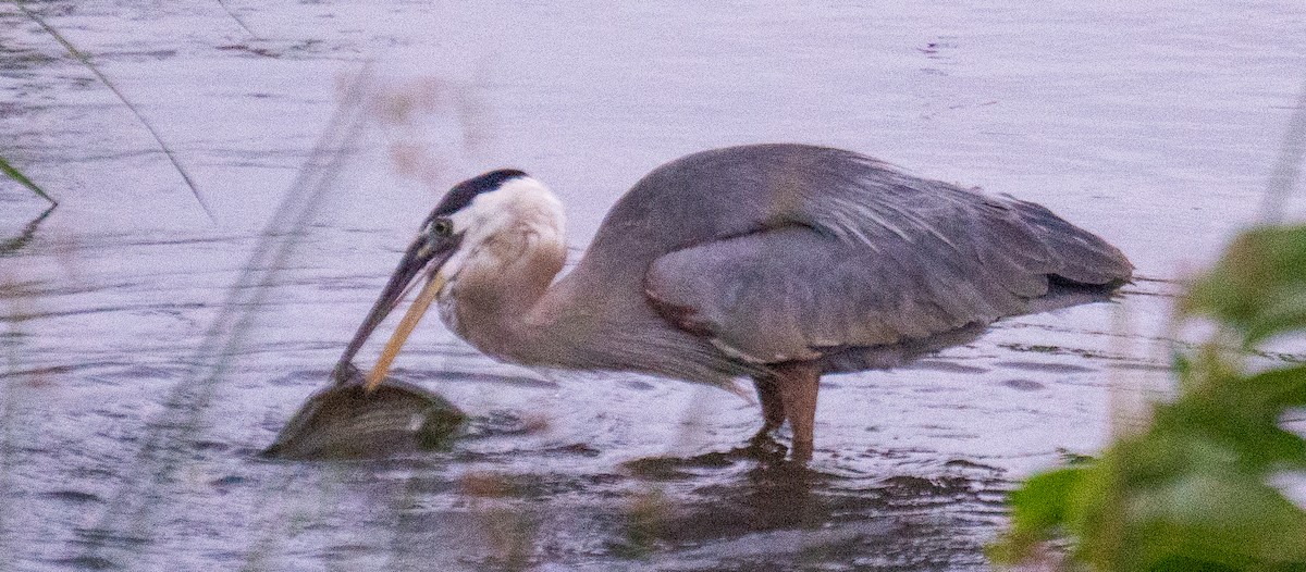Great Blue Heron - ML638297059