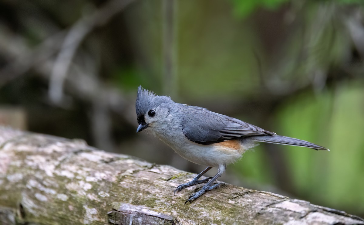 Mésange bicolore - ML638297080