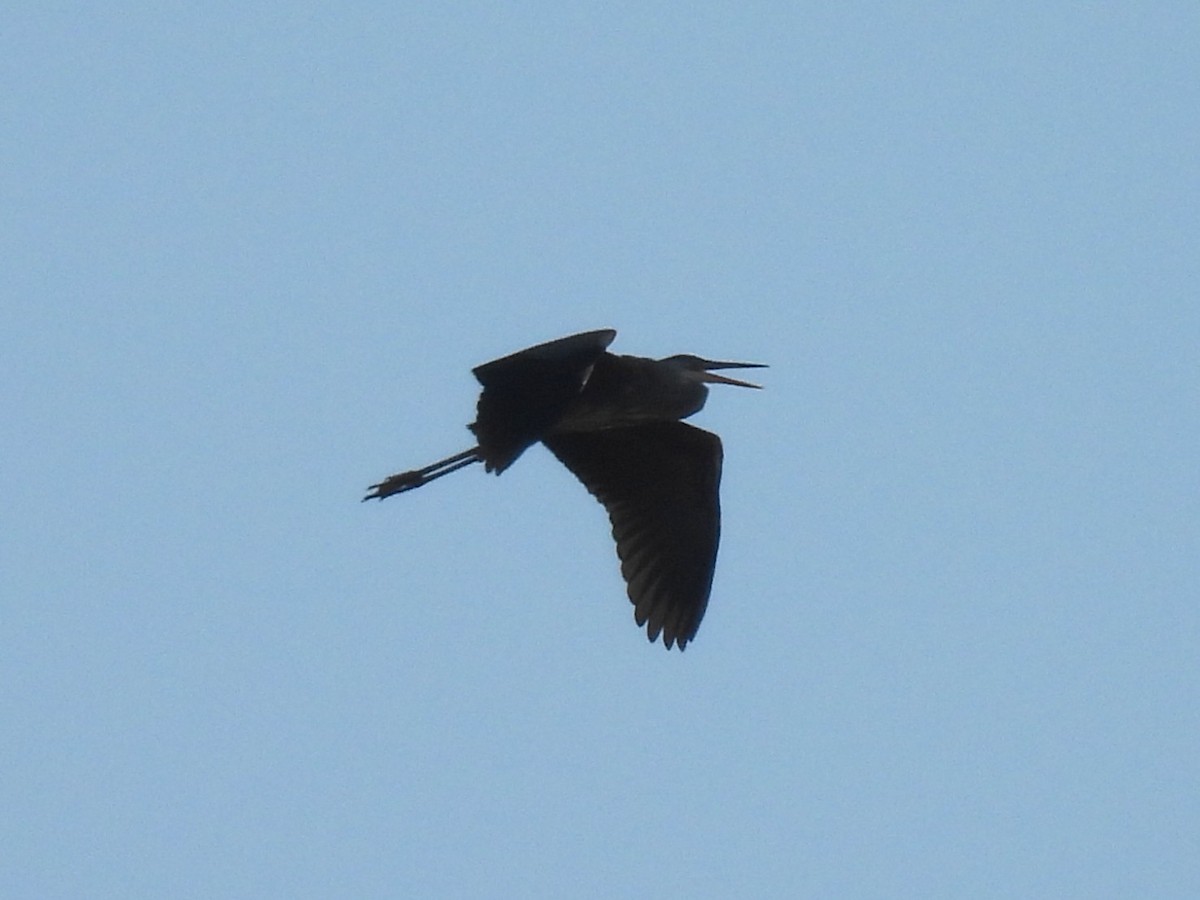 Great Blue Heron - ML638297093