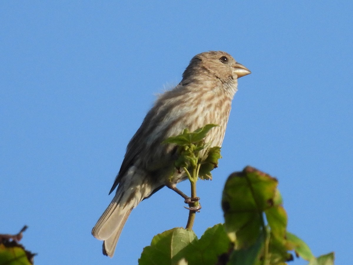 House Finch - ML638297101