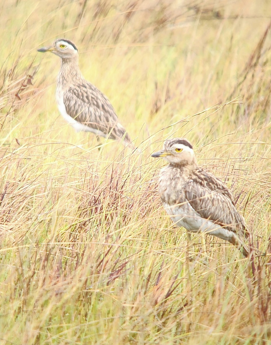 Double-striped Thick-knee - ML638297103