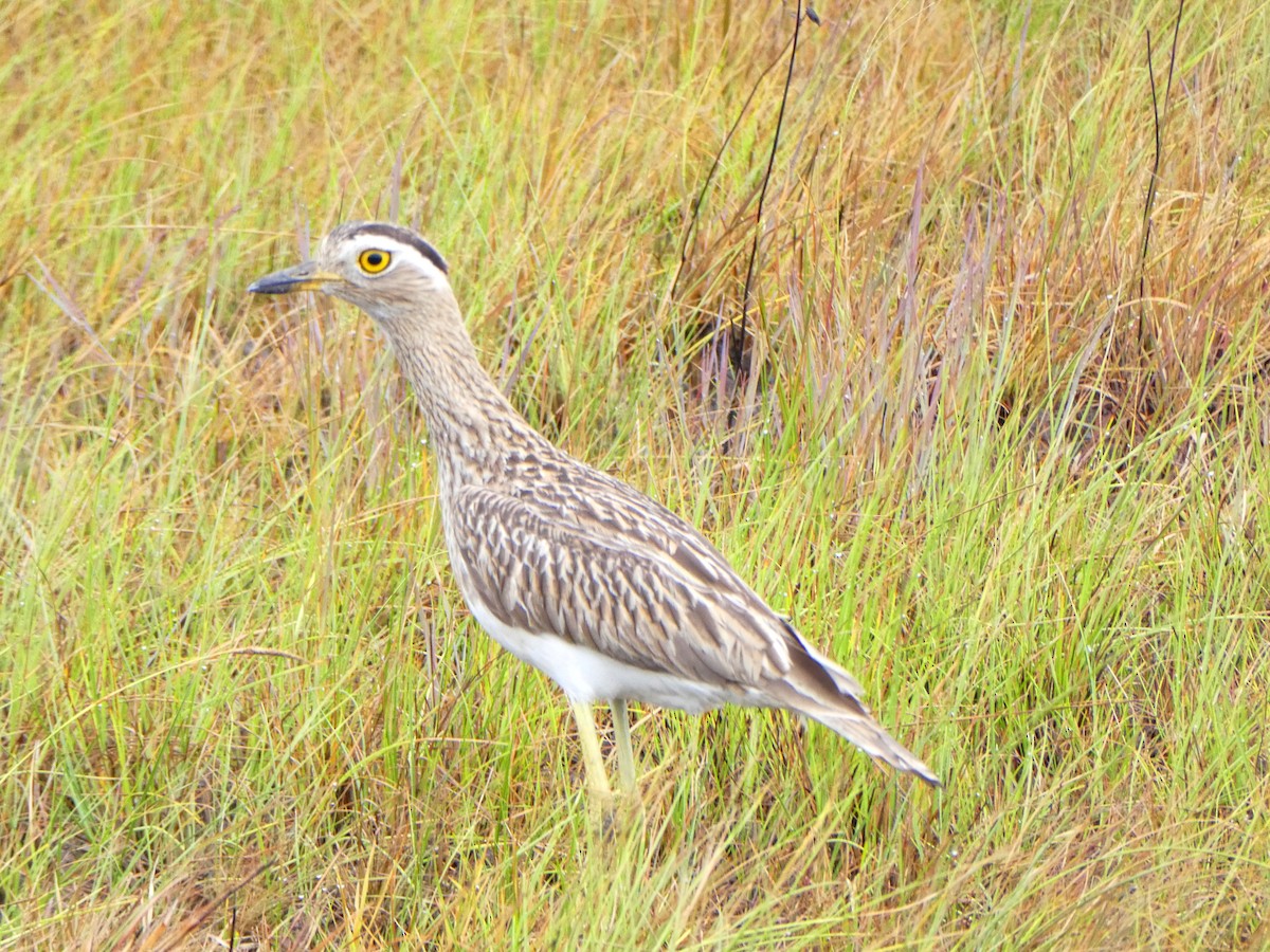 Double-striped Thick-knee - ML638297105