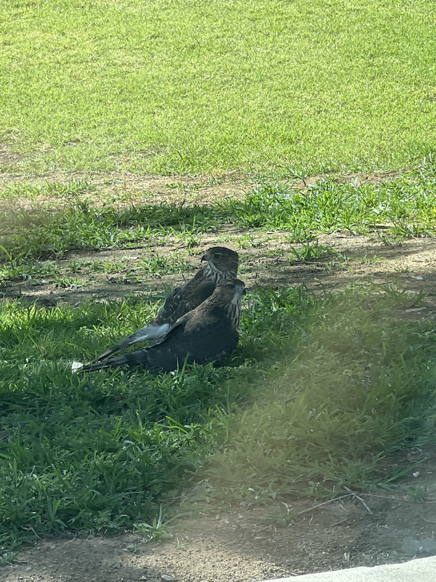 Cooper's Hawk - ML638297107