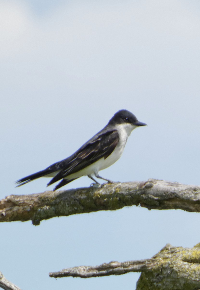 Eastern Kingbird - ML638297108