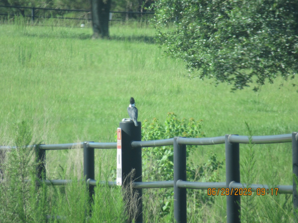 Belted Kingfisher - ML638297109
