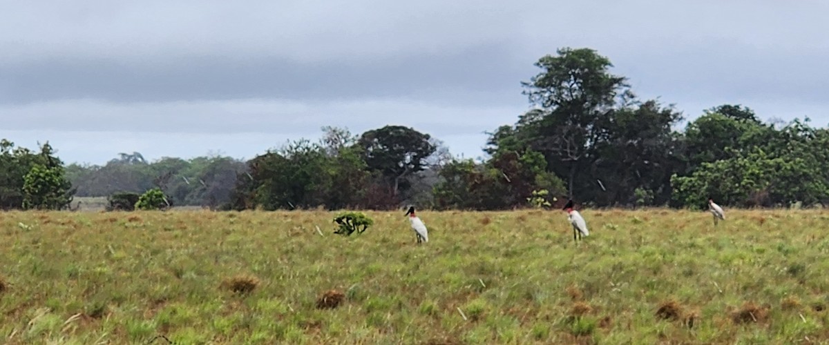 Jabiru - ML638297112
