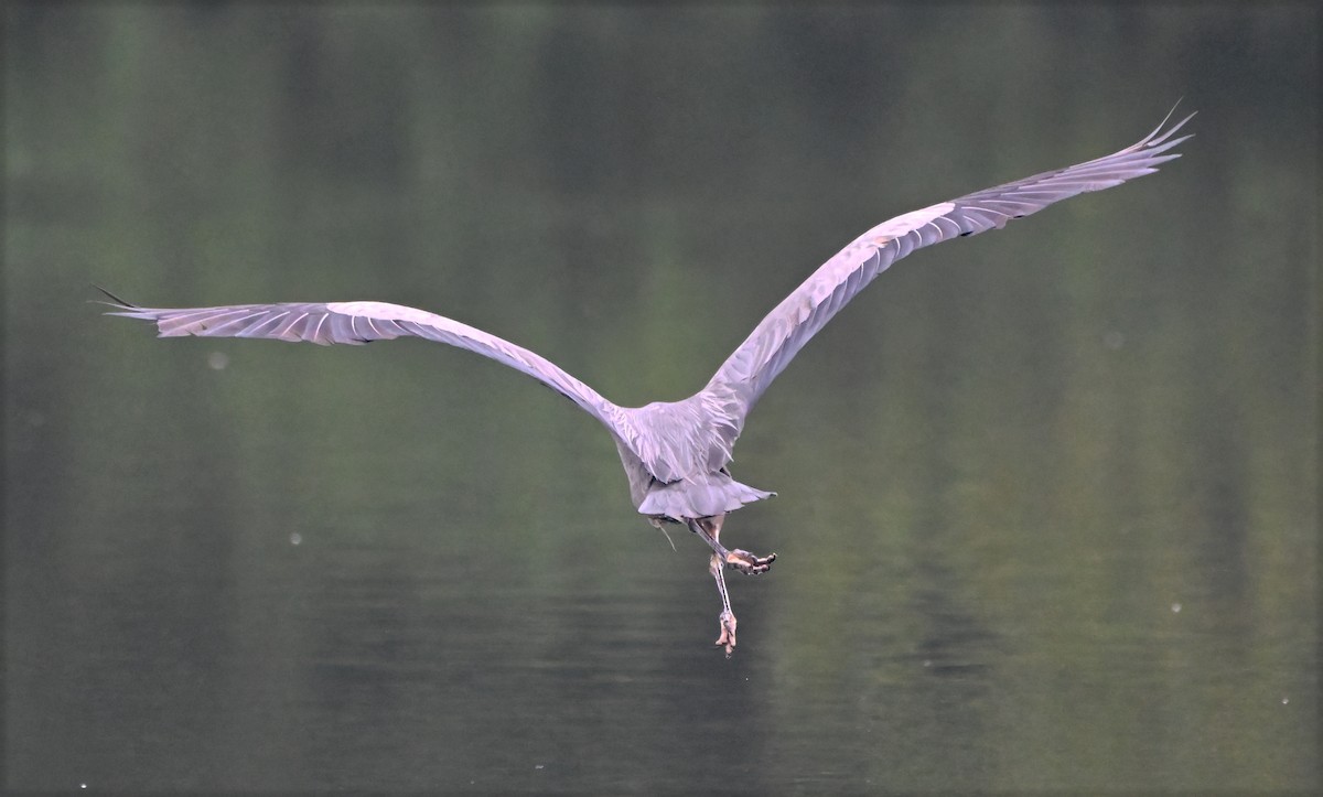 Great Blue Heron - ML638297115