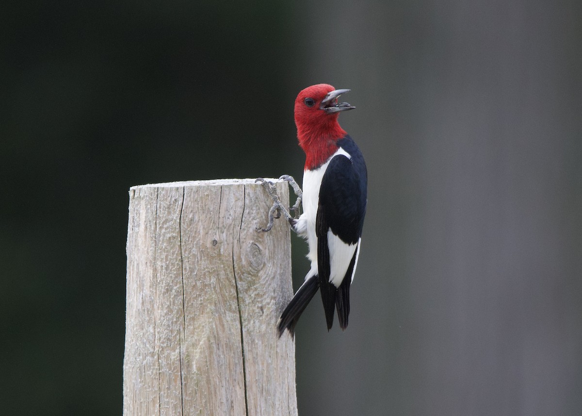 Red-headed Woodpecker - ML638297119