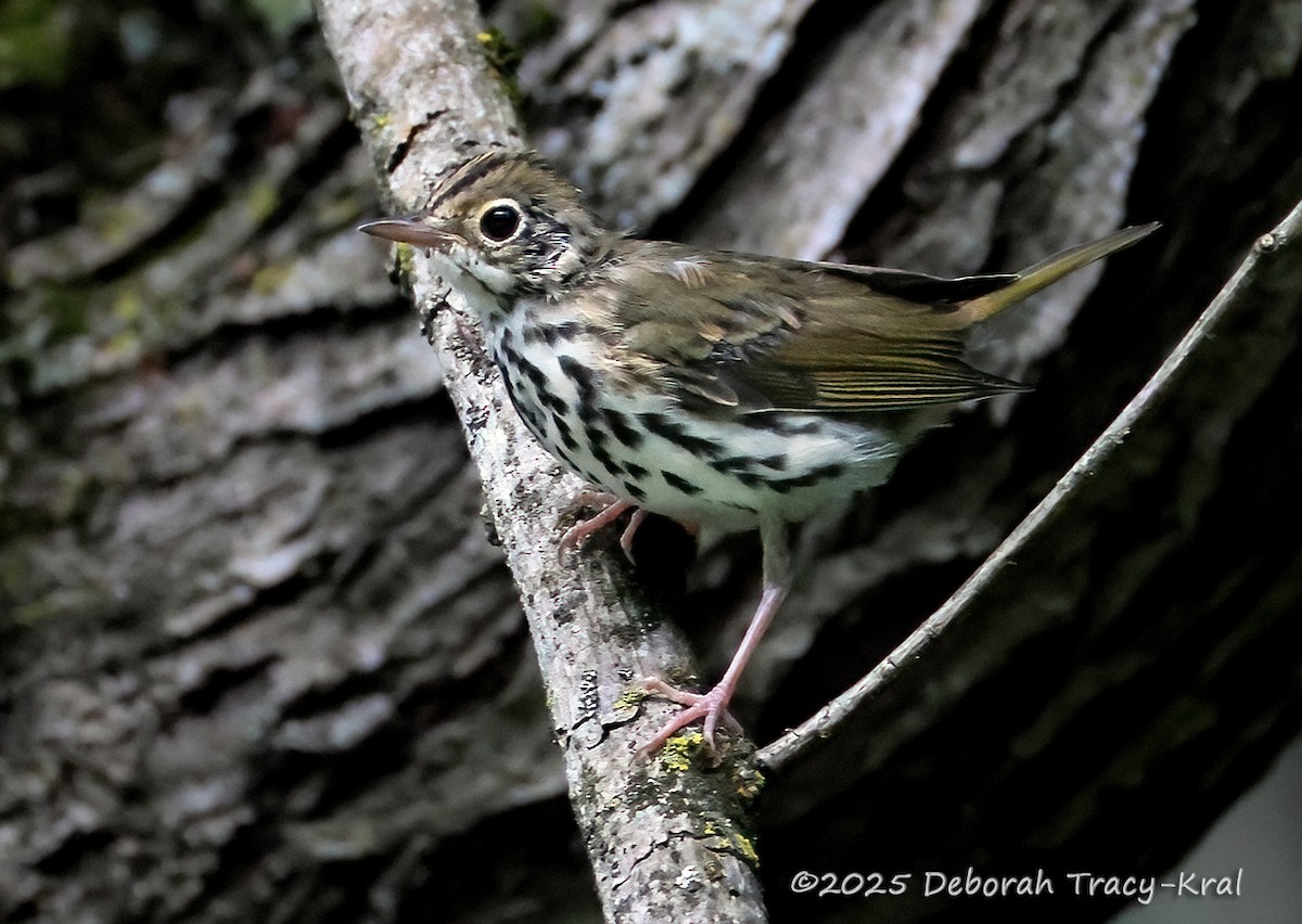 Ovenbird - ML638297122