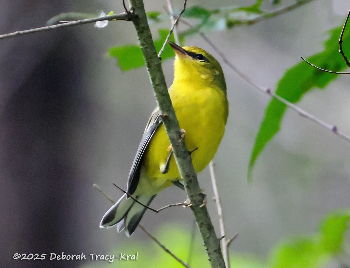 Blue-winged Warbler - ML638297133