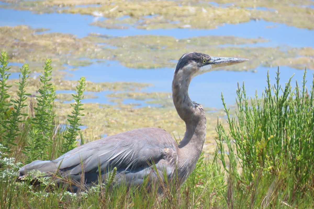 Great Blue Heron - ML638297134