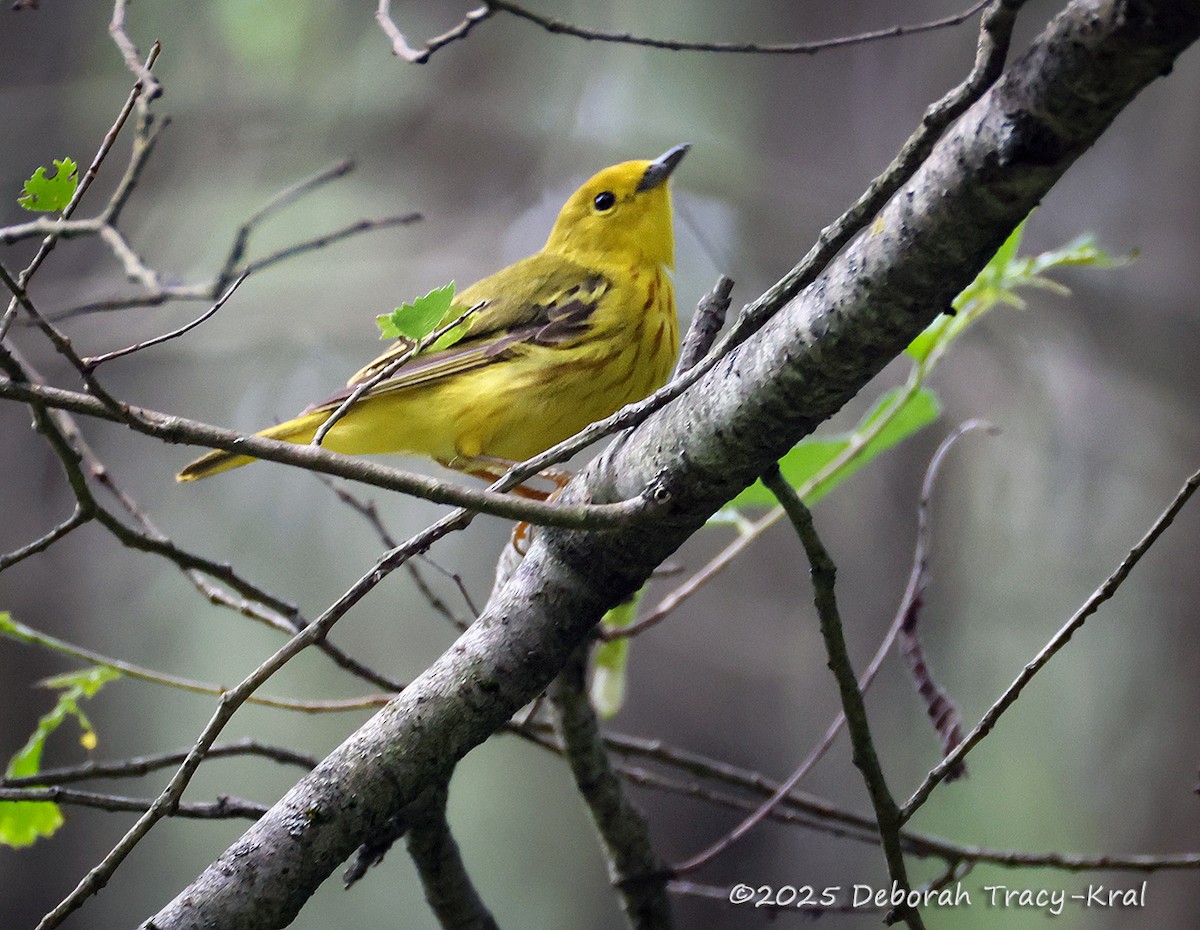 Yellow Warbler - ML638297135