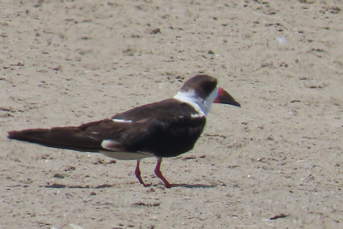 Black Skimmer - ML638297137