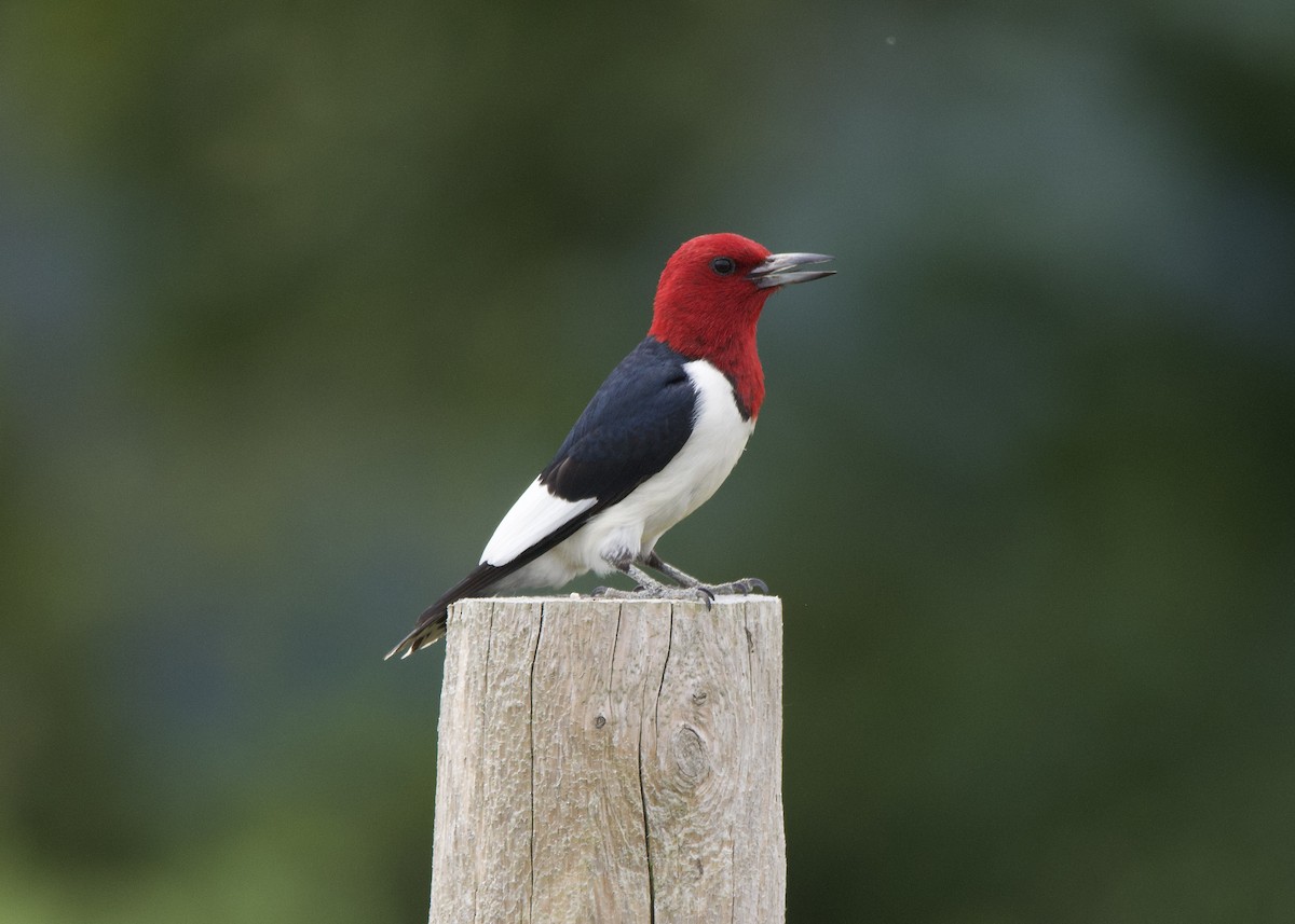Red-headed Woodpecker - ML638297145