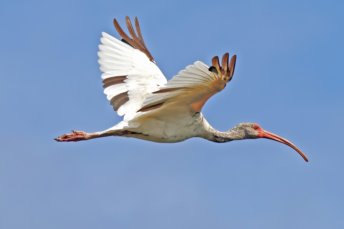 ibis bílý - ML638297147