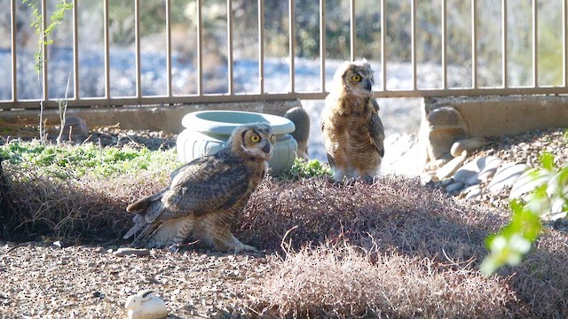 Great Horned Owl - ML638297149