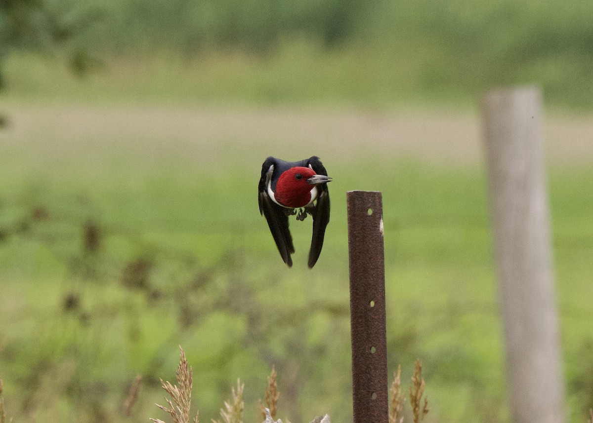 Red-headed Woodpecker - ML638297150