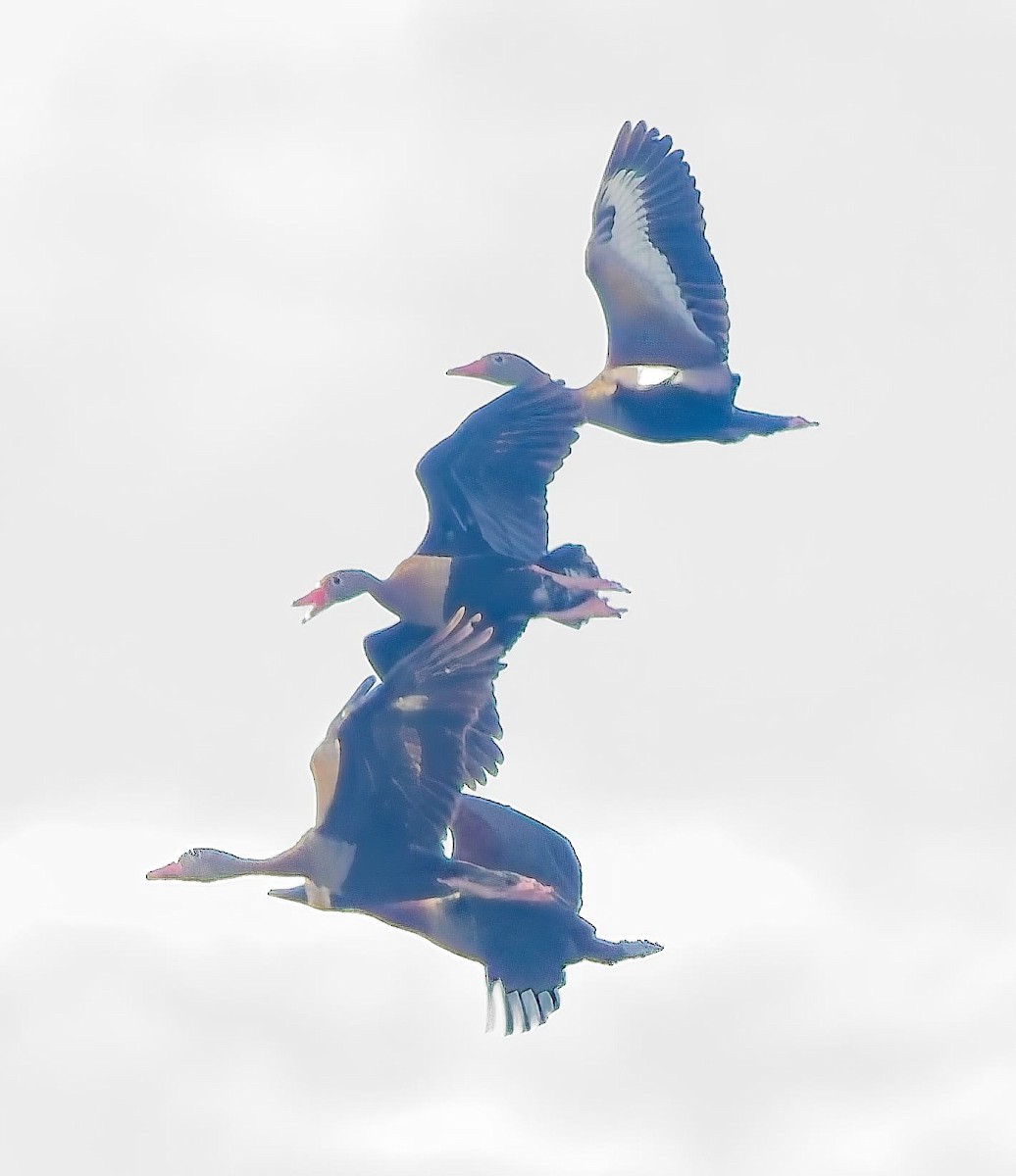 Black-bellied Whistling-Duck - ML638297154