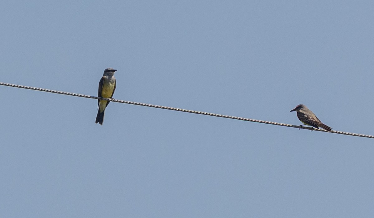 Tropical Kingbird - ML638297156