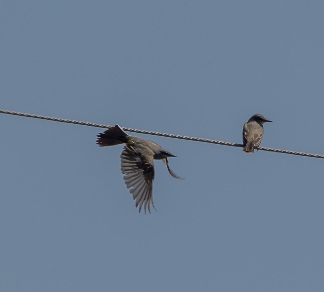 Tropical Kingbird - ML638297159