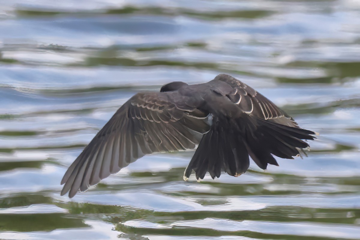 Eastern Kingbird - ML638297189