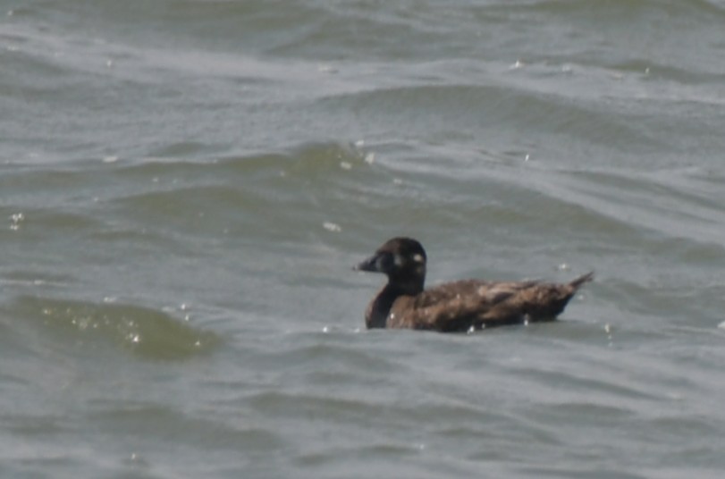 Surf Scoter - ML638297190