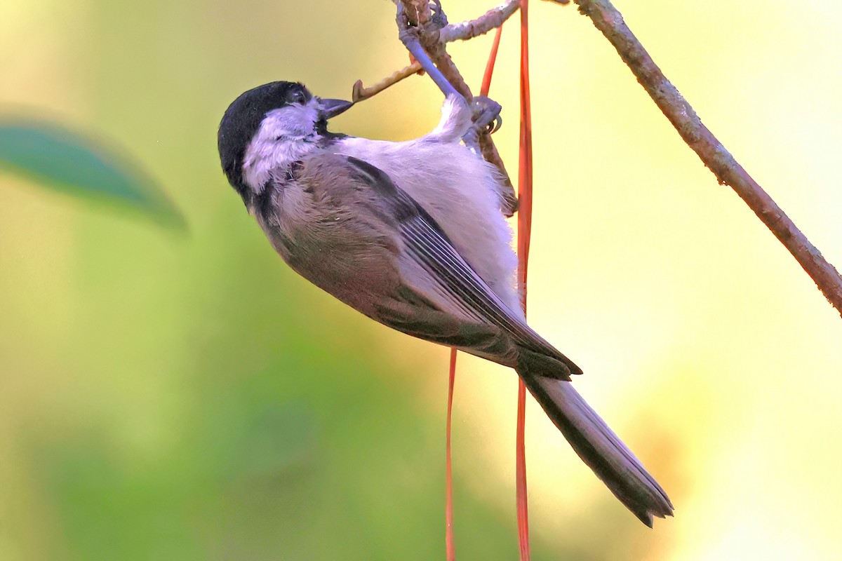 Carolina Chickadee - ML638297195