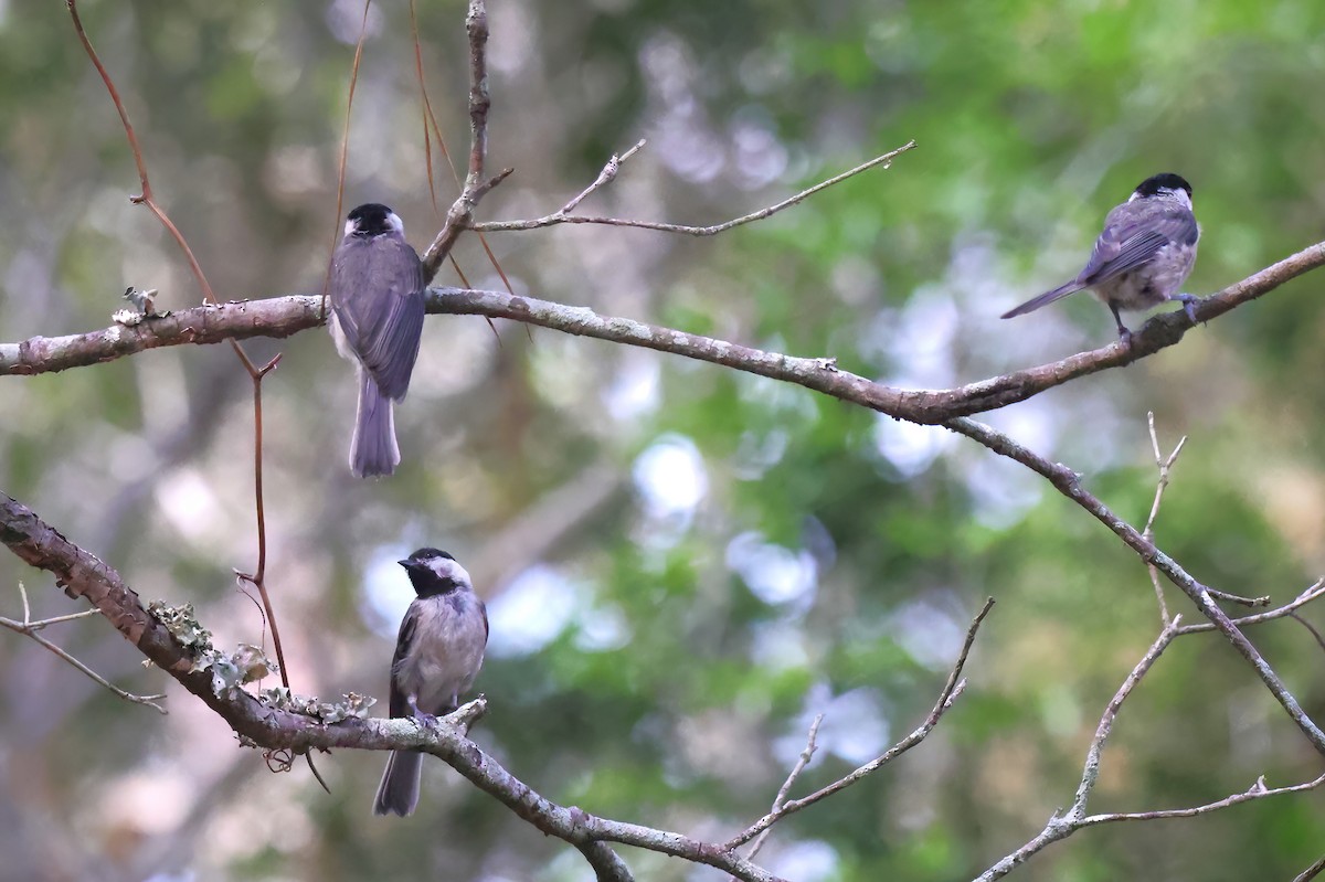 Carolina Chickadee - ML638297196