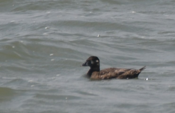 Surf Scoter - ML638297197