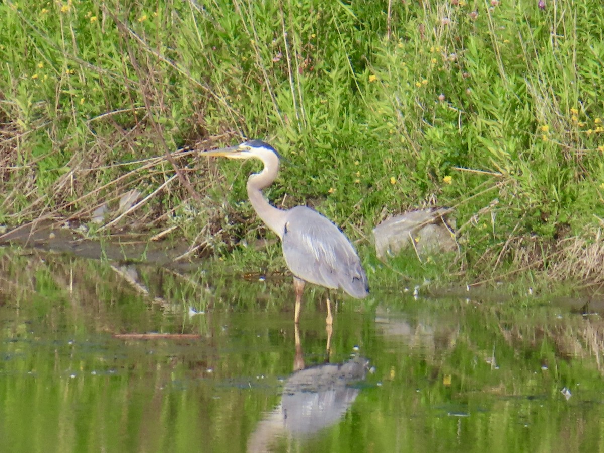 Great Blue Heron - ML638297199