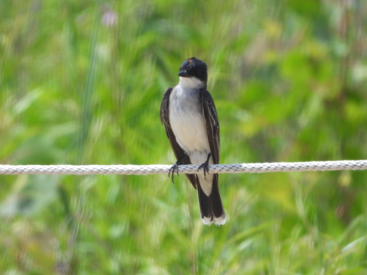 Eastern Kingbird - ML638297200