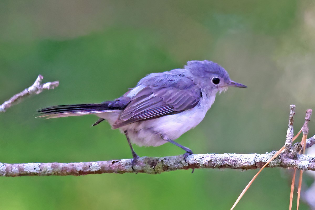 Blue-gray Gnatcatcher - ML638297203