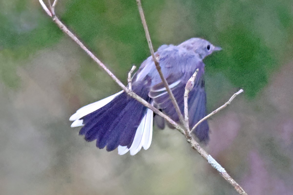 Blue-gray Gnatcatcher - ML638297204
