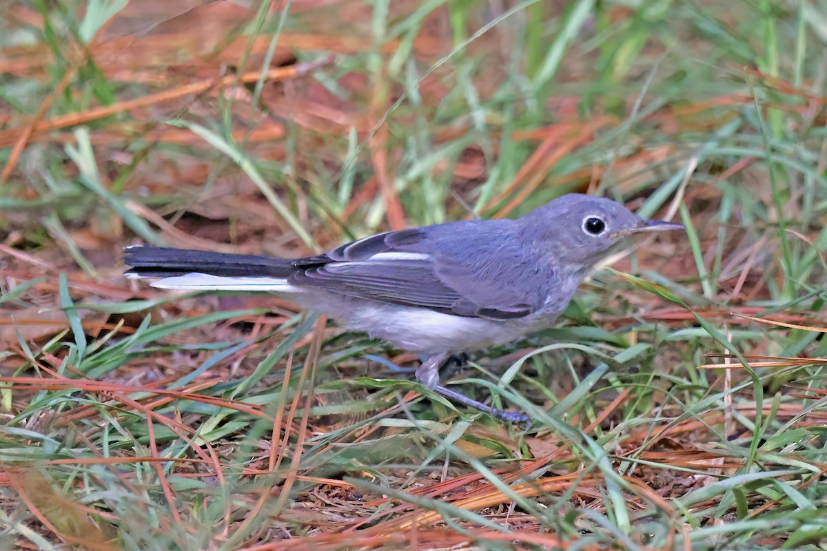 Blue-gray Gnatcatcher - ML638297205